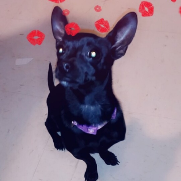 Meet your Posher, Dasha - Picture 4 of 4